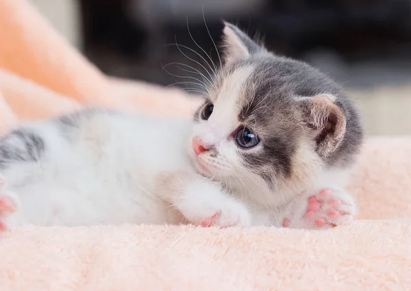 Gatinho Bonito Confortável Mentir Olhar — Fotografia de Stock