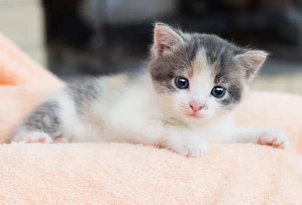 Kleine Kitten Gunstig Legt Een Zachte Deken Kijkt — Stockfoto