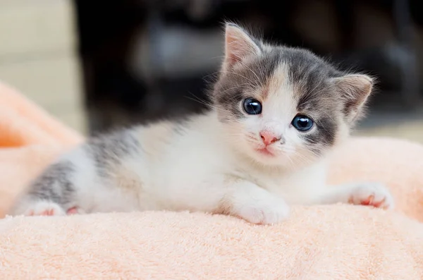 Pequeno Gatinho Convenientemente Coloca Cobertor Macio Olha — Fotografia de Stock