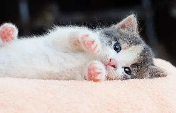 Kleine Kitten Gunstig Ligt Kijkt Naar Camera — Stockfoto