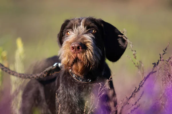 Drathaar Cão Grama — Fotografia de Stock