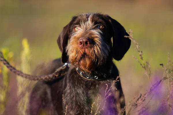 Drathaar Cão Grama — Fotografia de Stock