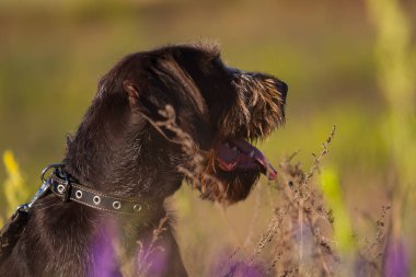 drahhaar köpek alanındaki