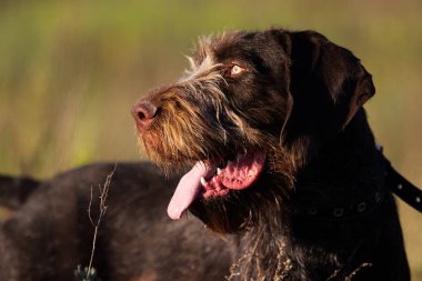 drahhaar köpek alanındaki