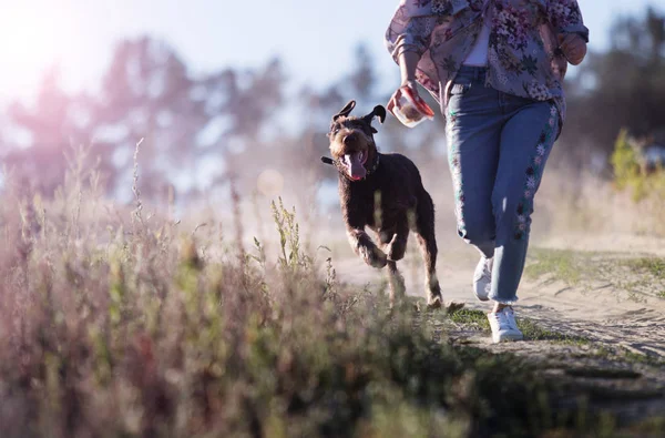 Cane Drahaar Corre Veloce — Foto Stock
