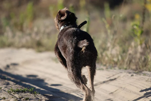 Perro Drahaar Corre Rápido —  Fotos de Stock