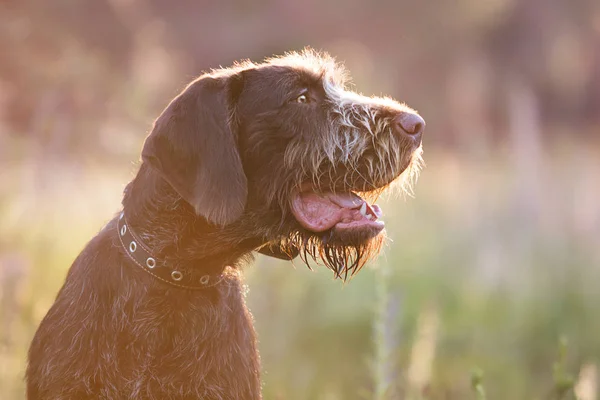 Beau Portrait Chien Drahhaar Sur Terrain Contre Lumière — Photo