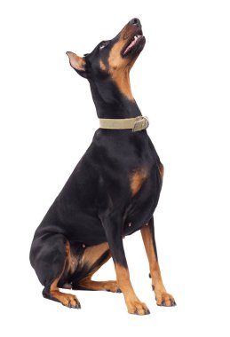 doberman pincher köpek tarafına arıyorsunuz
