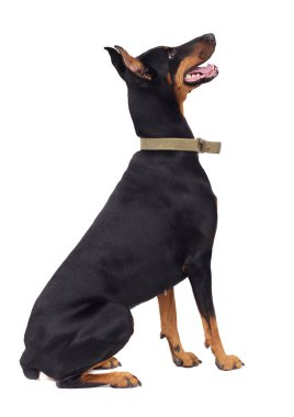 doberman pincher köpek tarafına arıyorsunuz