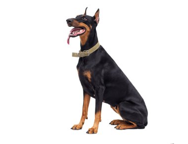 Doberman Pinscher köpek, tam uzunlukta