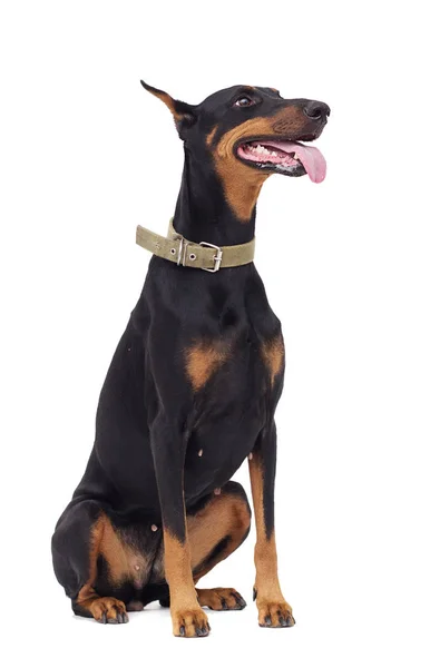 Doberman Pincher Hond Zoek — Stockfoto