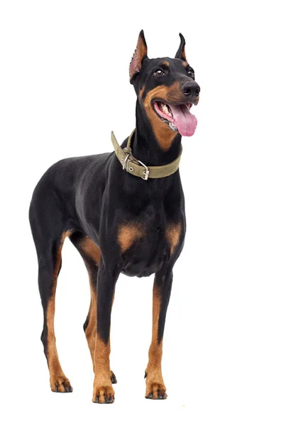 Dobermann Pinscher Hund Volle Länge — Stockfoto