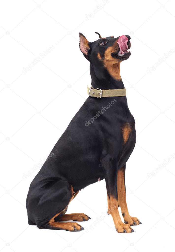 Doberman Pinscher Dog Licking