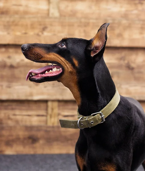 Dobermann Pinscher Hund Blickt Auf Einen Hölzernen Hintergrund — Stockfoto