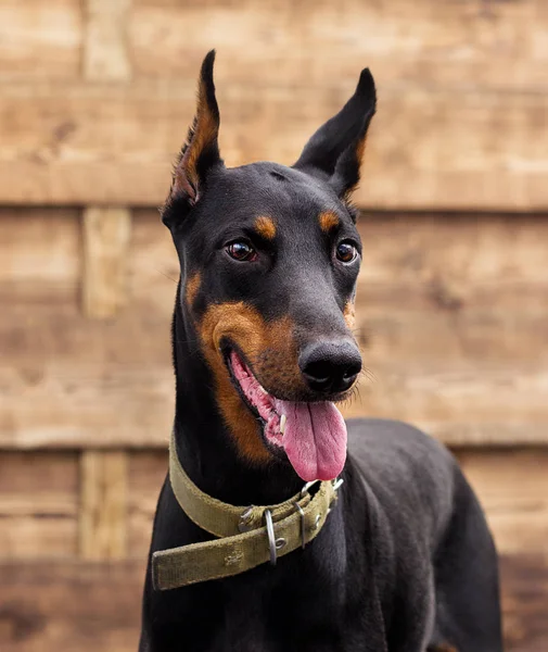 Dobermann Pinscher Hund Blickt Auf Einen Hölzernen Hintergrund — Stockfoto
