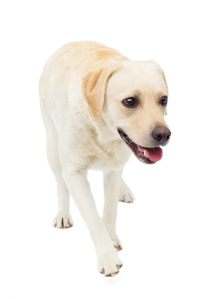 Beżowy Pies Labrador Pełni Wzrostu Białym Tle — Zdjęcie stockowe