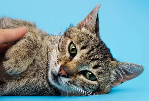 Tabby Cat Looking Blue Background — Stock Photo, Image