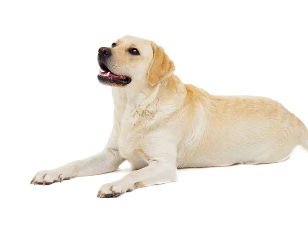 Beige Labrador Dog Full Growth White Background — Stock Photo, Image
