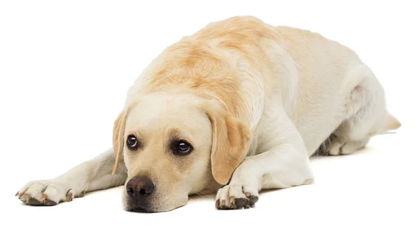 Triste Cão Labrador Mentiras — Fotografia de Stock