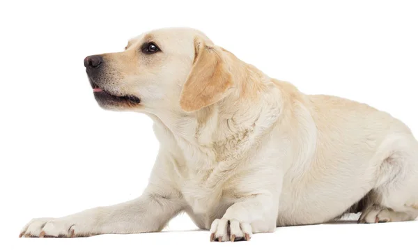 Beżowy Pies Labrador Białym Tle — Zdjęcie stockowe