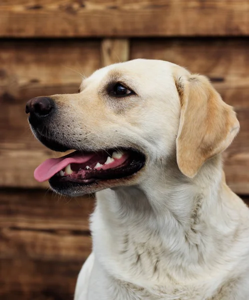 Ahşap Arka Plan Üzerinde Köpek Labrador — Stok fotoğraf