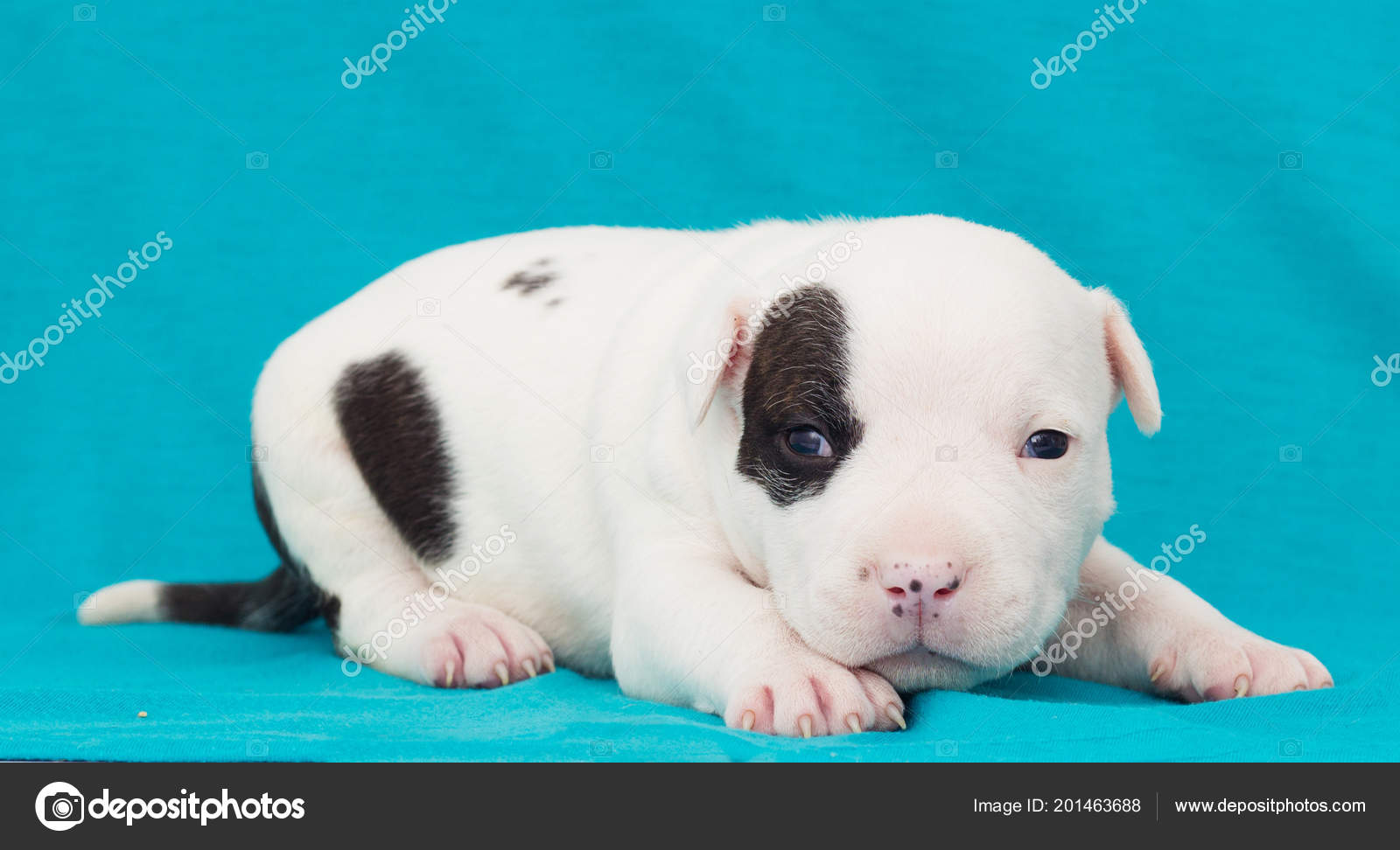 Pitbull Bebe Stock Photos Royalty Free Images Depositphotos Pitbull Bebe Stock Photos Royalty Free Images Depositphotos