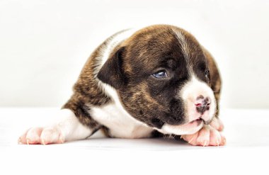 Beyaz bir arka plan üzerinde köpek yavrusu