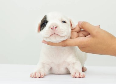 Beyaz bir arka plan üzerinde köpek yavrusu