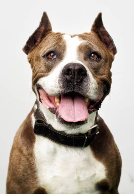 Amerikan personeli teriyer köpeği.