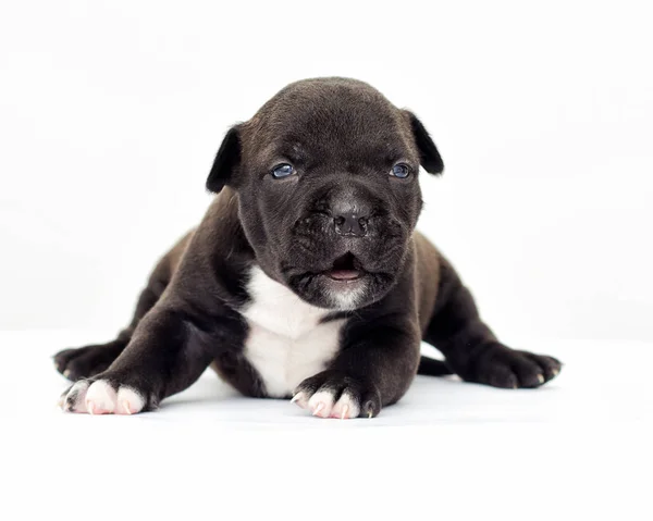 Kiskutya Egy Amerikai Staffordshire Terrier Fehér Alapon — Stock Fotó