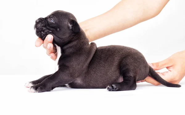 Pequeño Cachorro Americano Staffordshire Terrier Sobre Fondo Blanco — Foto de Stock