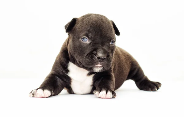 Pequeño Cachorro Americano Staffordshire Terrier Sobre Fondo Blanco —  Fotos de Stock