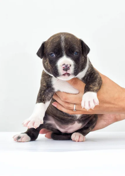 Perrito Sobre Fondo Blanco — Foto de Stock