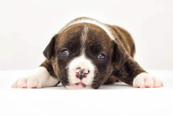 Beyaz Bir Arka Plan Üzerinde Köpek Yavrusu — Stok fotoğraf