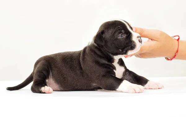 Little Puppy American Staffordshire Terrier White Background — Stock Photo, Image