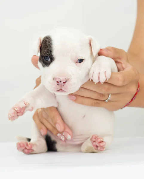 Filhote Cachorro Americano Staffordshire Terrier Fundo Branco — Fotografia de Stock