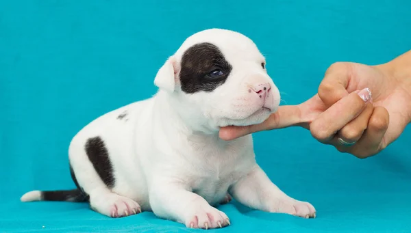 Pequeno Cachorro Terrier Staffordshire Americano — Fotografia de Stock