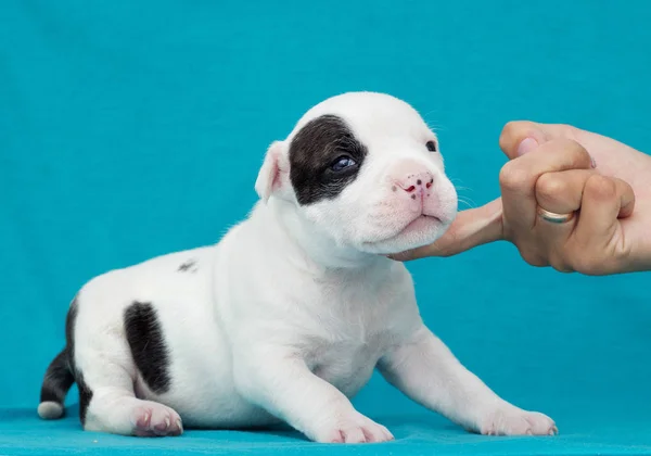 Pequeño Cachorro Del Staffordshire Terrier Americano — Foto de Stock