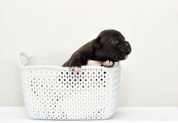 Kleine Puppy Van Amerikaanse Staffordshire Terriër Een Mandje — Stockfoto
