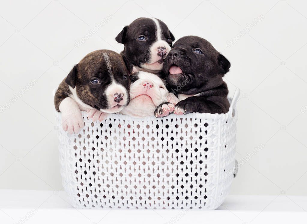 small puppies of American staffordshire terrier in a basket