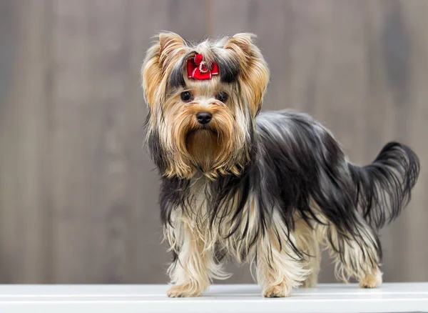 Yorkshire Terrier Pies Podłoże Drewniane — Zdjęcie stockowe