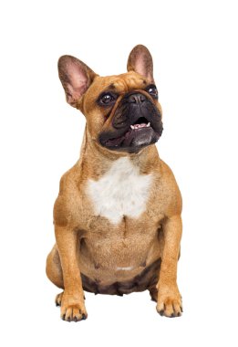 Beyaz arka plan üzerinde Fransız bulldog köpek
