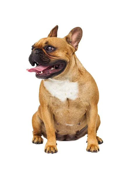 Franse Bulldog Hond Witte Achtergrond — Stockfoto
