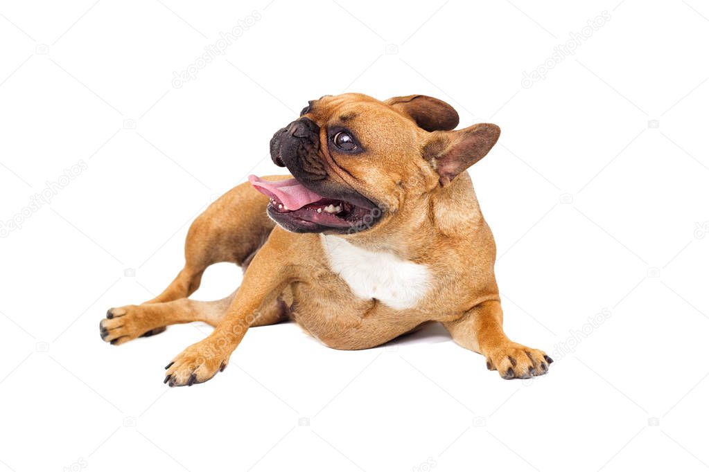 French Bulldog dog on white background