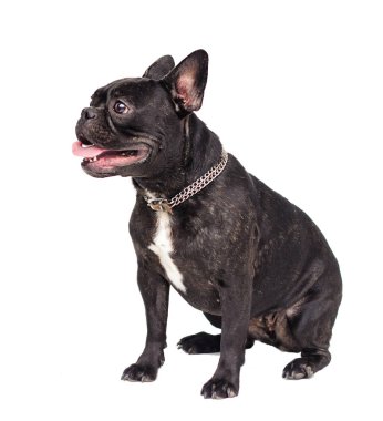 Beyaz arka plan üzerinde Fransız bulldog köpek