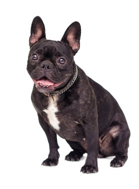 Beyaz arka plan üzerinde Fransız bulldog köpek