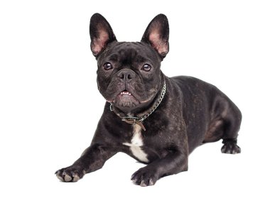 Beyaz arka plan üzerinde Fransız bulldog köpek