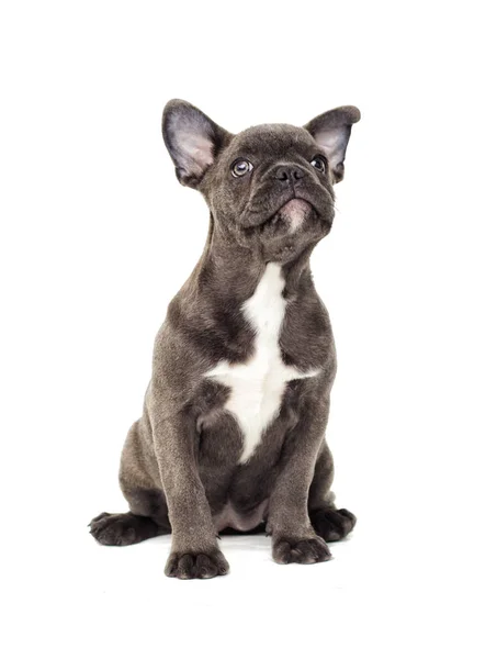 Bulldog Francés Cachorro Sobre Fondo Blanco —  Fotos de Stock