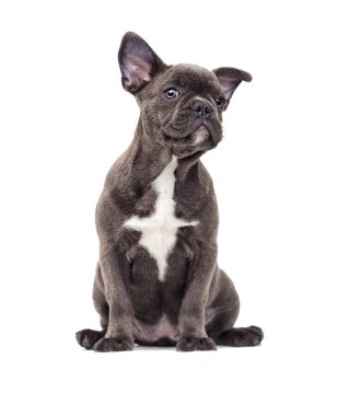 Beyaz arka planda Fransız buldog köpeği.