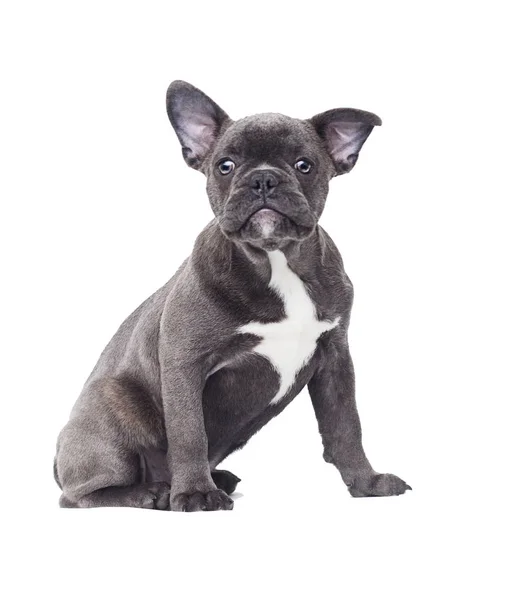 Kleine Pup Van Een Franse Bulldog Een Witte Achtergrond — Stockfoto